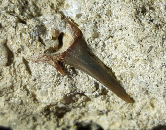 cf. Araloselachus cuspidatus (AGASSIZ 1843) - Bild © FossNet FossilienStore